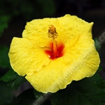 SUMMER HIBISCUS