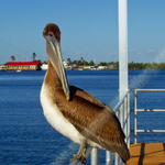 MATALATCHA PELICAN