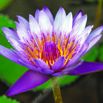 PURPLE LILY