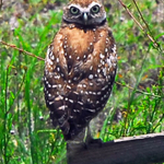 BARROWING OWL.