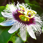 PASSION FLOWER .