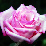 PINK ROSE 