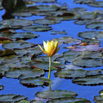 LILY PADS