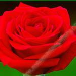 RED ROSE 1