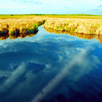 REFLECTIONS IN THE WATER