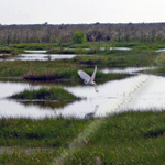 EVERGLADES HERRON