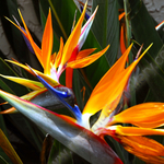 BIRD OF PARADISE.