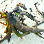 DRAGON DRIFTWOOD.