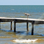 DOCK BIRD.