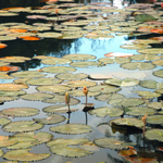 LILY POND