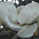 LIGHT MAGNOLIA.