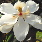 MAGNOLIA BLOSSOM.