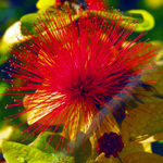 RED SPIKE FLOWER.