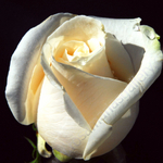 ROSA BLANCA