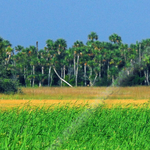 EVERGLADES PALMS