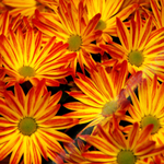 COLERFULL MUMS