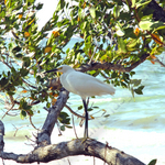 HERRON IN THE TREE