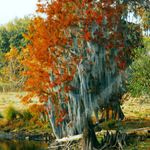 CYPRESS TREE W/SPANISH MOSS