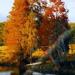 WINTER CYPRESS.