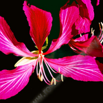 FLORIDA ORCHID.