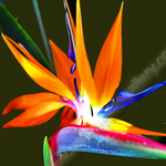 BIRD OF PARADISE 3