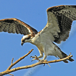 OSPERY PERCH.