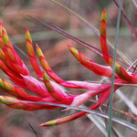 AIR PLANT FLOWER