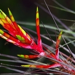 BROMELIAD BLOOM