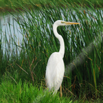 WATCHING THE EVERGLADES