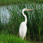 EVERGLADES