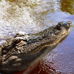 ALLIGATOR