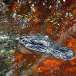 ALLIGATOR
