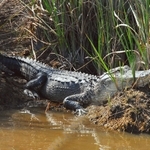 SUNNING ALLIGATOR