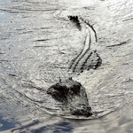 ALLIGATOR