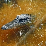 ALLIGATOR