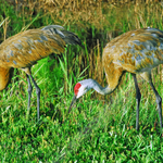 A PAIR OF SANDHILL CRANES