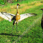 SANDHILL CRANES