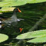 WATER BIRD
