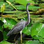 GRAY HERRON