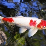 SWIMMING GOLD FISH