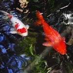 COY FISH