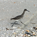 SEA BIRD