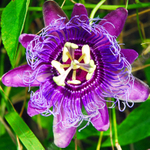 PURPLE PASSION FLOWER 1