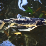 album: FISH