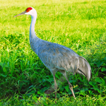 SANDHILL CRANE