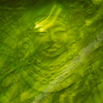 GREEN EMPORESE.jpg