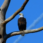AMERICAN BALD EAGLE