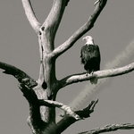 BALD EAGLE