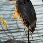 ON THE POND